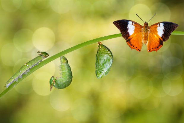 Life cycle of Tawny Rajah butterfly with caterpillar and chrysalis
