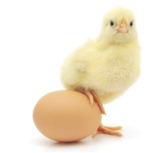 Chick standing next to an egg